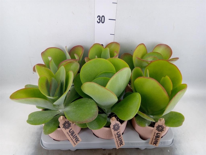 <h4>Kalanchoe NF thyrsiflora 'Red Lips'</h4>
