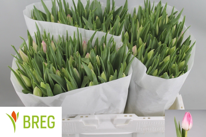 <h4>TU EN FIRST CLASS</h4>