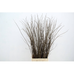 CORNUS ABEEL