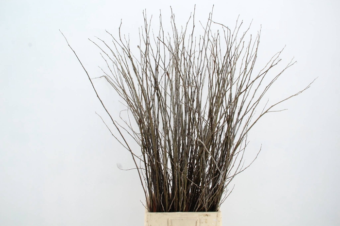 <h4>CORNUS ABEEL</h4>