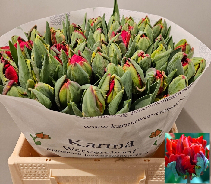 <h4>TU DU ROCOCO DOUBLE</h4>