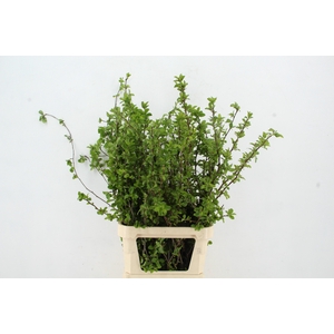 MALUS RED SENTINEL BLOSSOM PER STEM 100CM