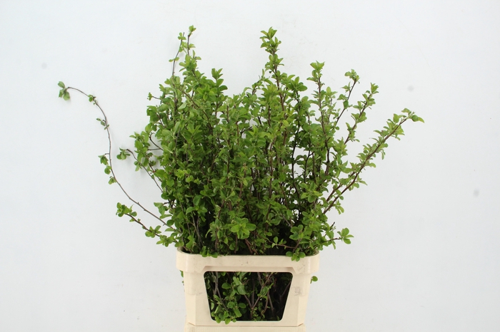 <h4>MALUS RED SENTINEL BLOSSOM PER STEM 100CM</h4>