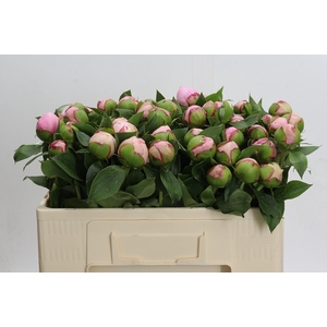 Paeonia Angel Cheeks