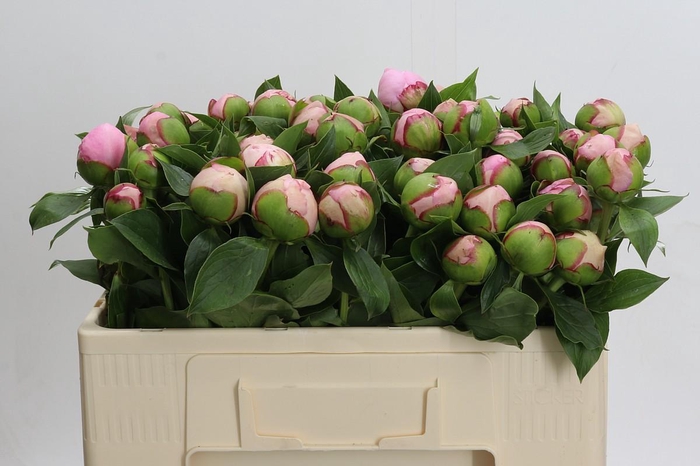 <h4>Paeonia Angel Cheeks</h4>