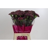 Dianthus St Copper Extasis