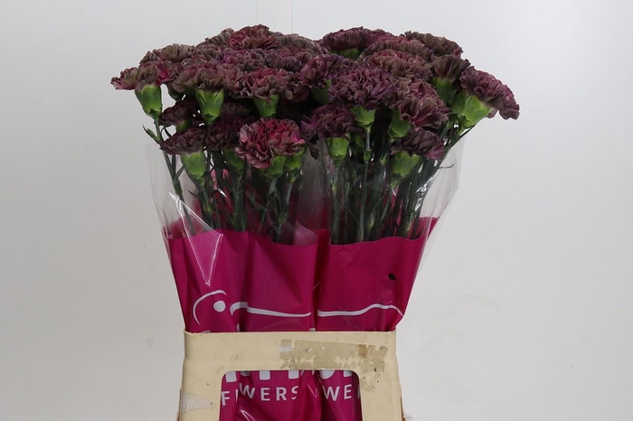 Dianthus St Copper Extasis