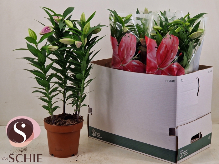 <h4>LIL OR ENTERTAINER</h4>