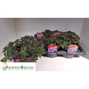GERANIUM OVERIG