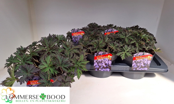 <h4>GERANIUM OVERIG</h4>