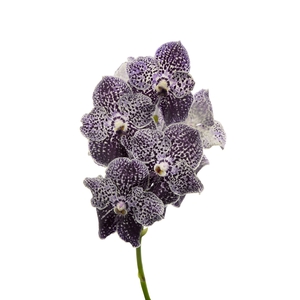 Vanda Violet Spot 618