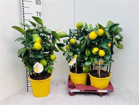 <h4>Citr Meyeri Meyer 8+</h4>