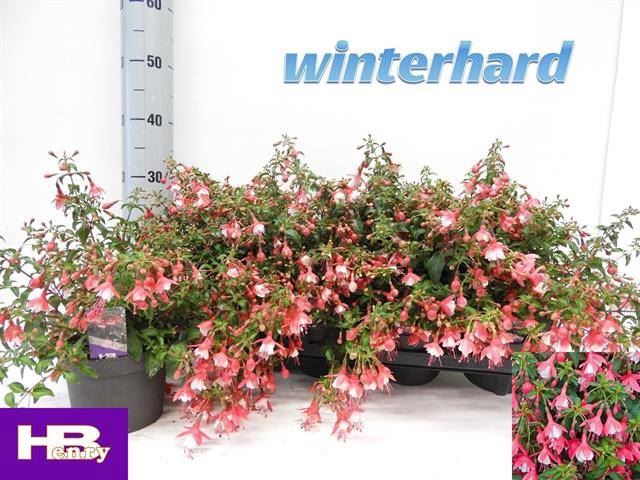 <h4>Fuchsia  'Lady Thumb'</h4>