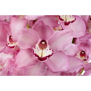 GEISHA GIRL 80cm x 6