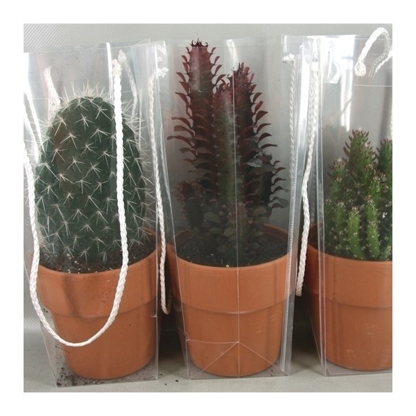 <h4>2529 12cm Rozenpot draagtas cac</h4>