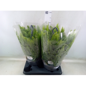 Nephrolepis exal. 'Green Lady'