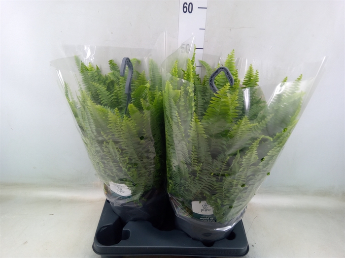 <h4>Nephrolepis exal. 'Green Lady'</h4>