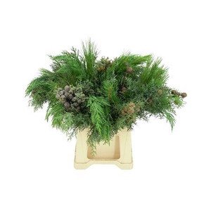 Conifeer Chrismas Mix (5 Stems Pb)