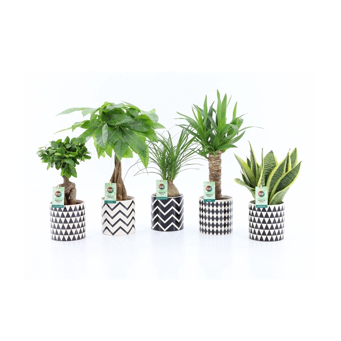 <h4>Easy to Care Mix in Escher Keramiek</h4>