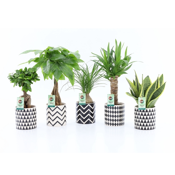Easy to Care Mix in Escher Keramiek