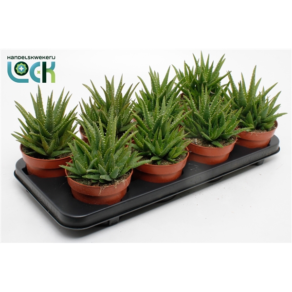 <h4>Aloe Vera Verini</h4>