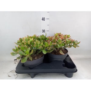 Crassula ovata 'Sunset'