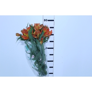 ALSTROEMERIA CHEERIO 080 CM