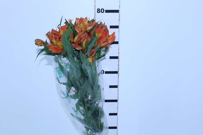 ALSTROEMERIA CHEERIO 080 CM