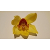 Cymbidium 12/15 Yellow BL pst