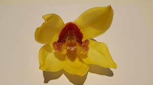 Cymbidium 12/15 Yellow BL pst