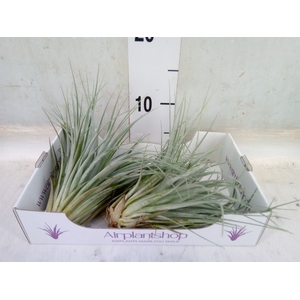 Tillandsia