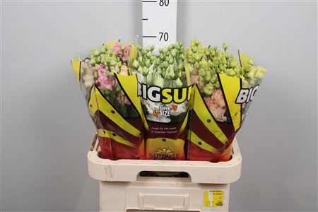 <h4>Eus G Gem In Fust Big!</h4>