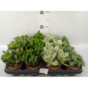 Crassula   ...mix