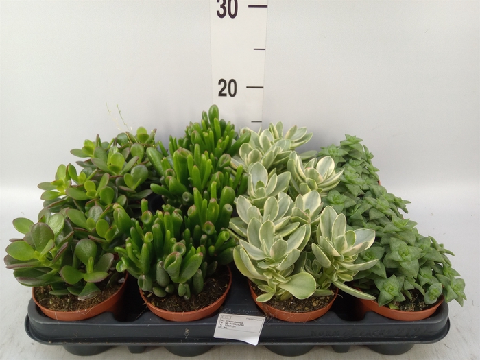 <h4>Crassula   ...mix</h4>