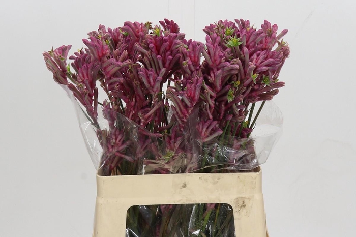 <h4>Anigozanthos Mini Pearl</h4>