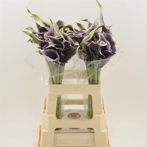 Calla Dubai Night | Dubbelbloemig