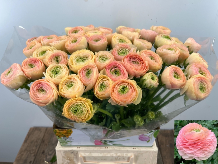 <h4>RAN SU GRAND PASTEL</h4>