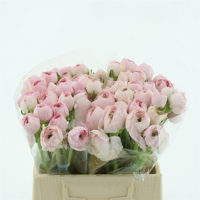 <h4>Ran Su Favola Extra</h4>