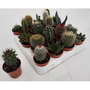 CACTUS GEM