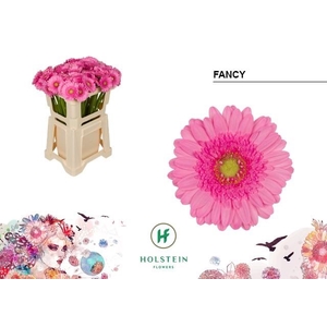 Ge Mi Fancy