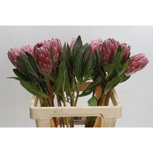 Protea Pink Ice