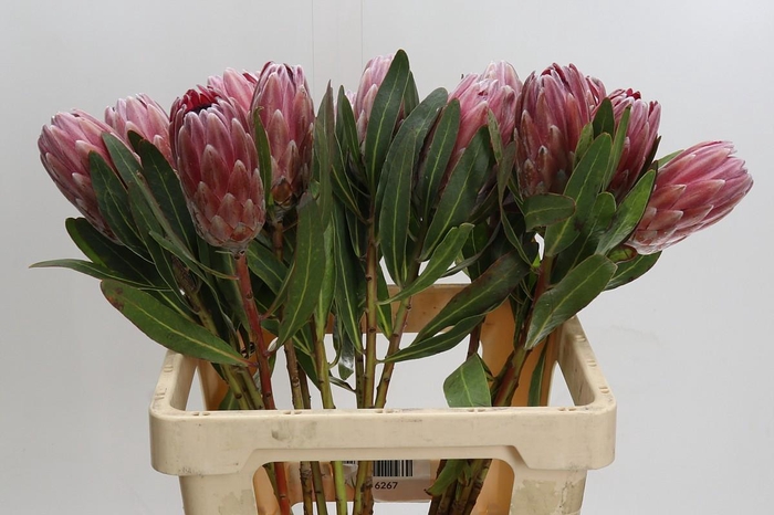 <h4>Protea Pink Ice</h4>