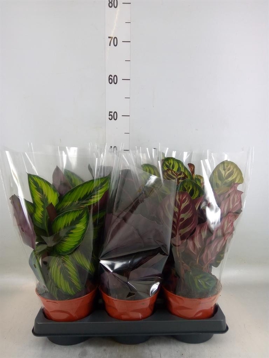 <h4>Calathea   ...mix</h4>