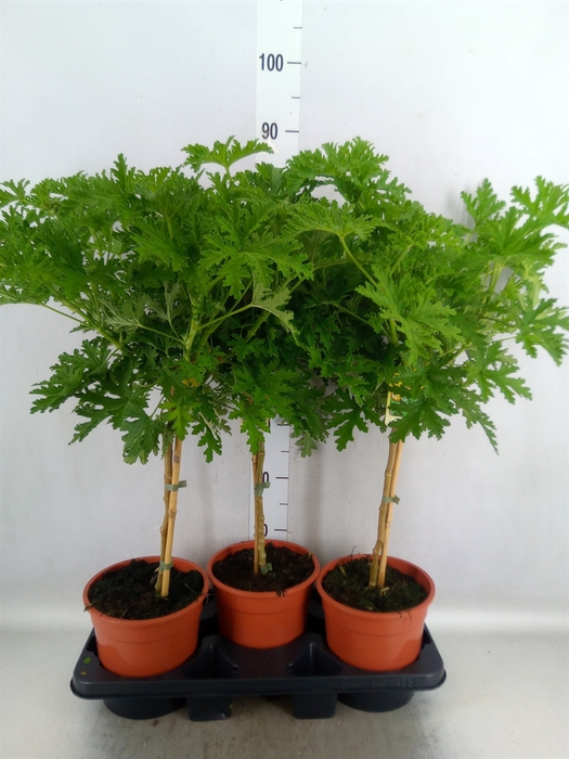 <h4>Pelargonium graveolens 'Lemon Tree'</h4>