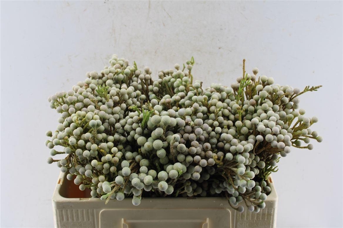 <h4>Kaaps Spray Brunia</h4>