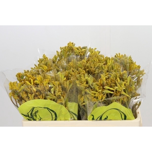 Anigozanthos Kangaroo Paw Yellow