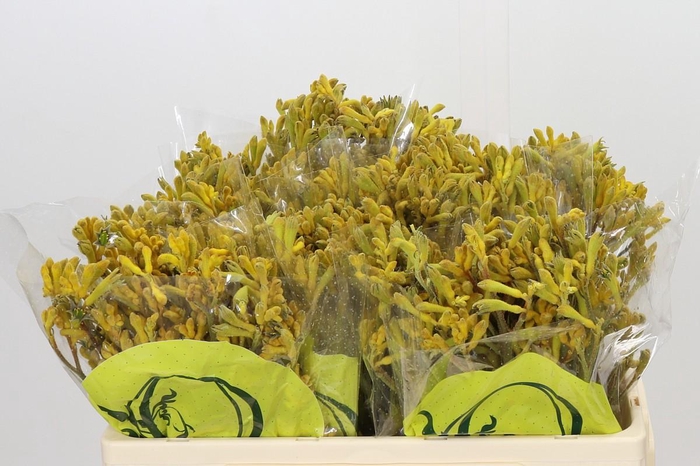 <h4>Anigozanthos Kangaroo Paw Yellow</h4>