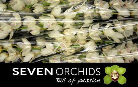 <h4>Cymb T Snowcastle</h4>