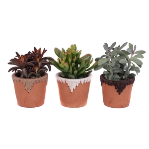 Succulenten mix 12 cm in samoa pot
