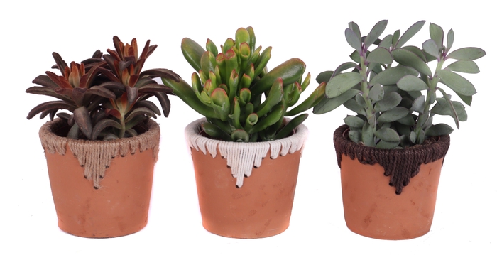 <h4>Succulenten mix 12 cm in samoa pot</h4>